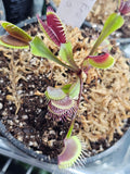VFT Red Sangria