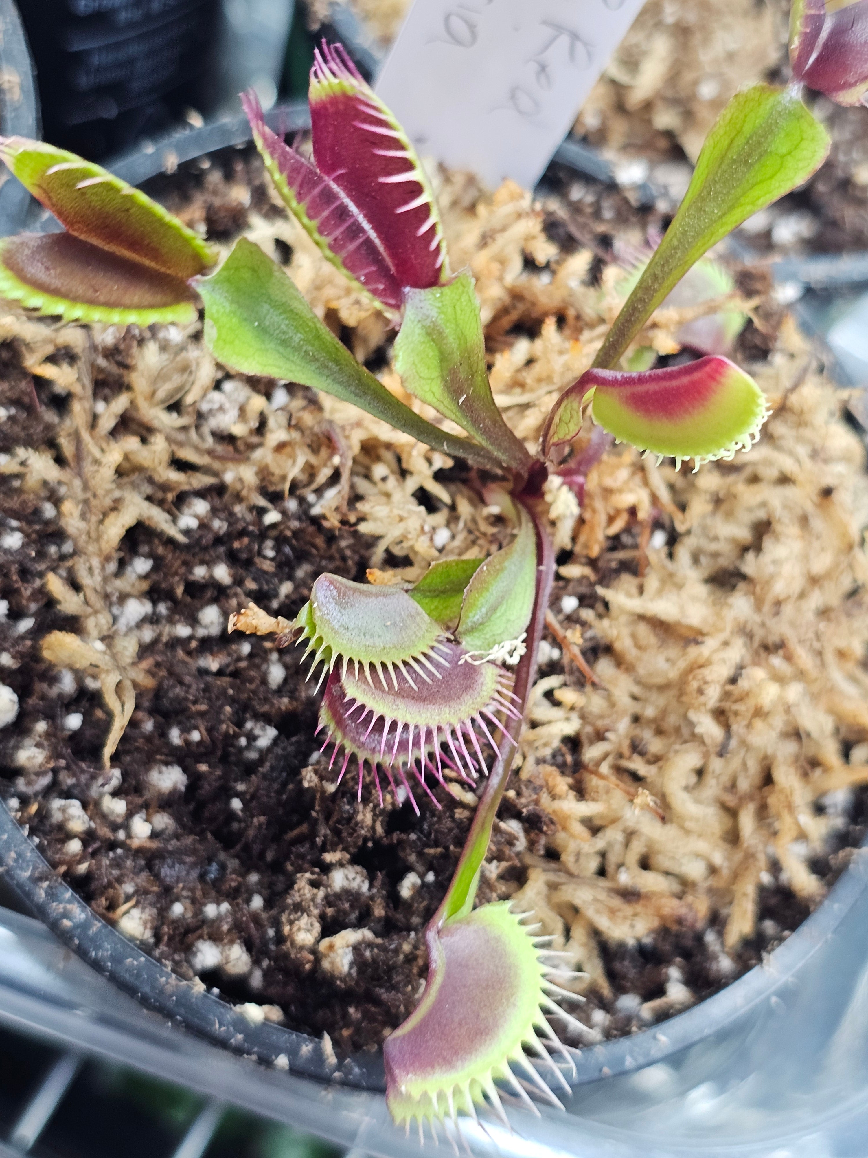 VFT Red Sangria