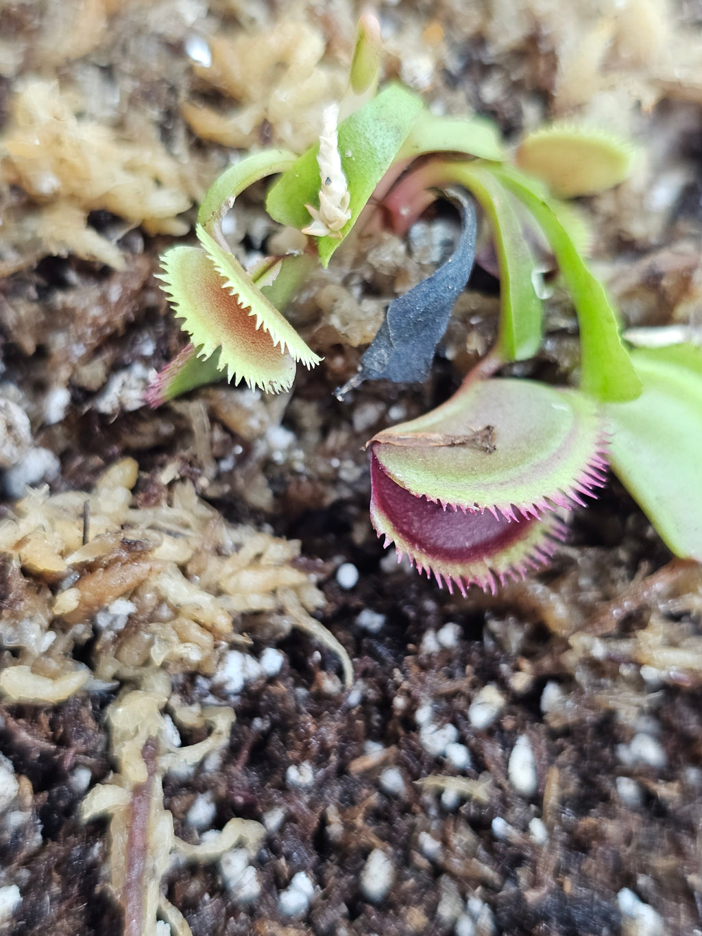 VFT Guava Sawtooth