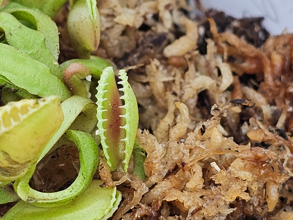 VFT Coquillage