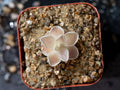 Pinguicula Ehlersiae "Cotton Candy"