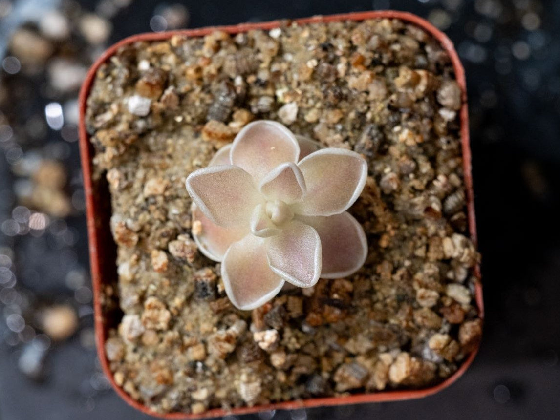 Pinguicula Ehlersiae "Cotton Candy"