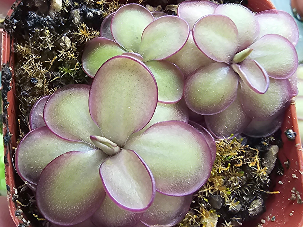 Pinguicula Rotundiflora x Hemiephytica
