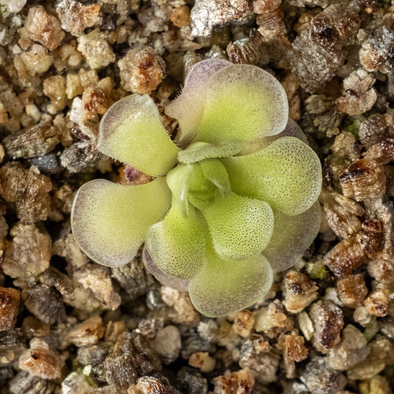 Pinguicula Cyclosecta