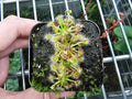 Drosera