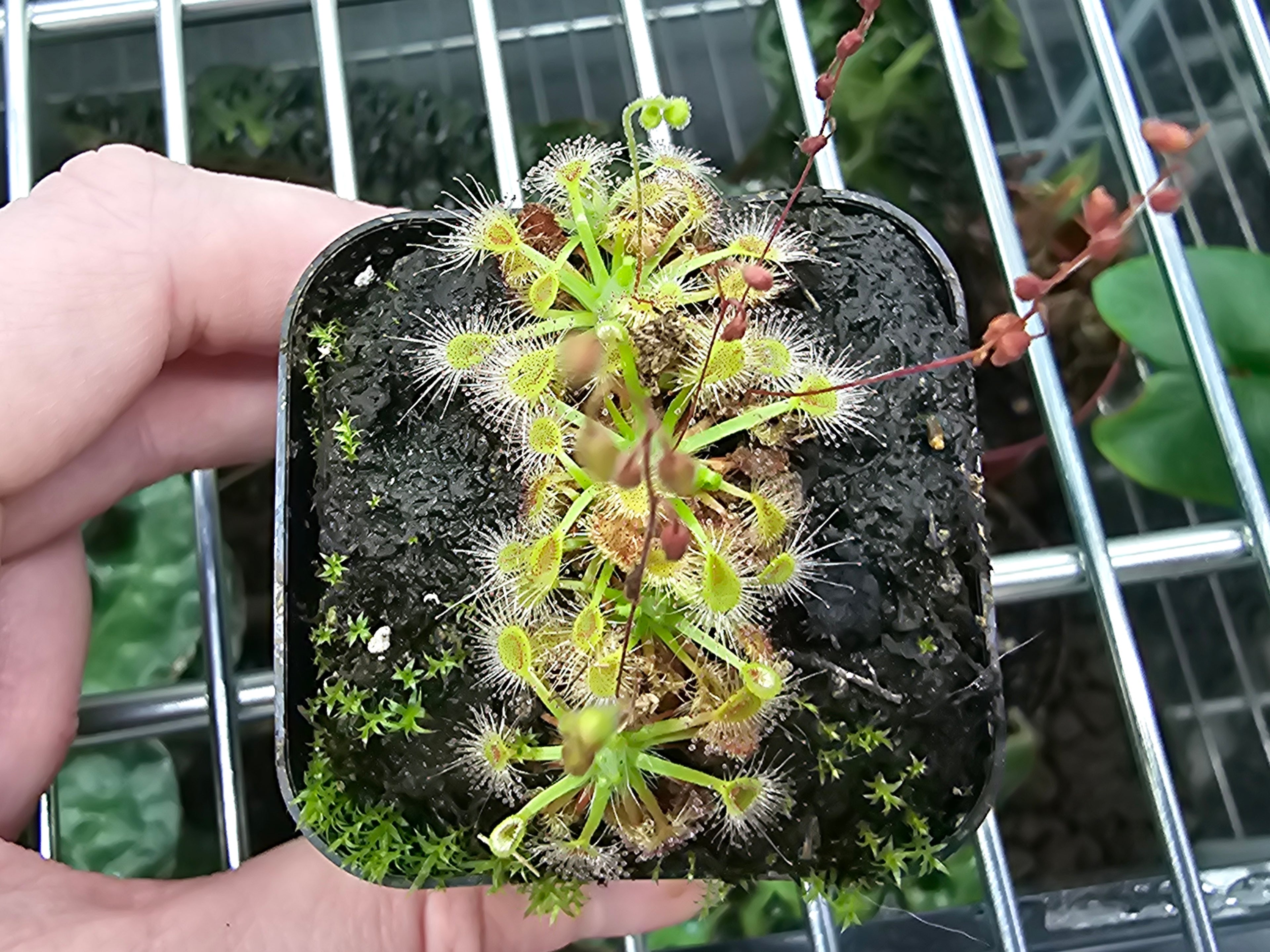 Drosera